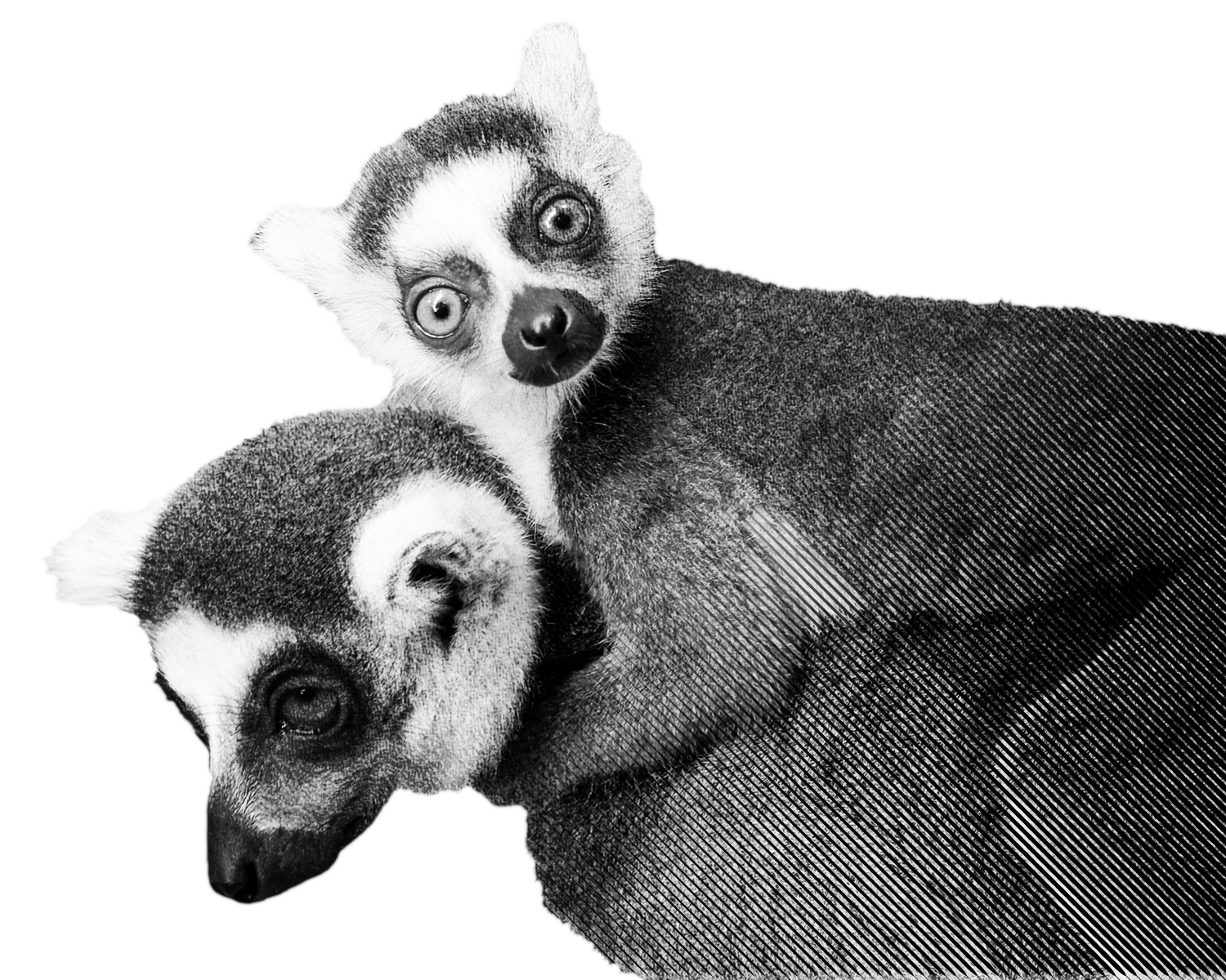 Two lemurs.