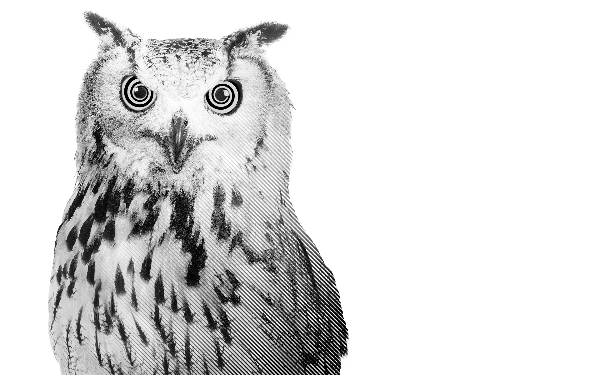 Owl with hypnotic eyes