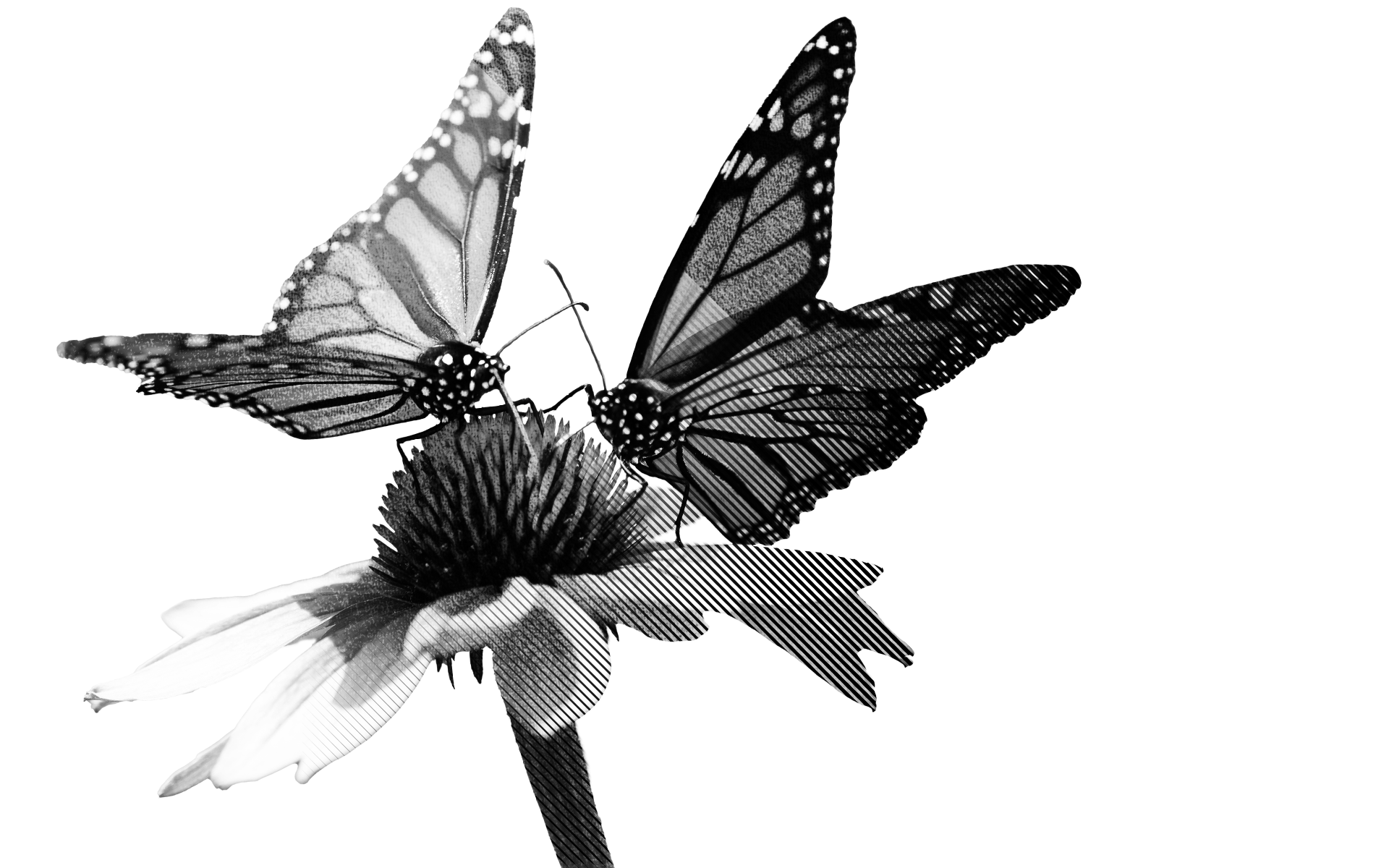 Butterflies on a flower.
