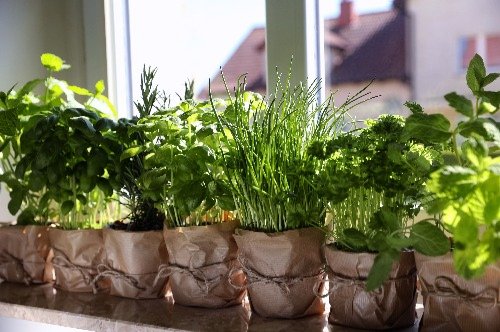Vasi ricoperti di carta con piante aromatiche
