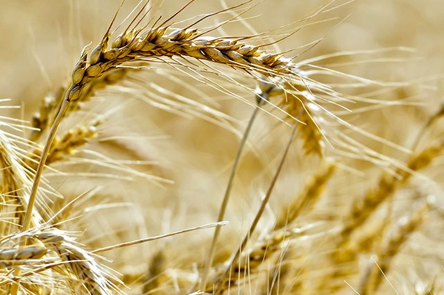 spighe di grano