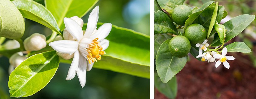 Zagara e arance sul ramo