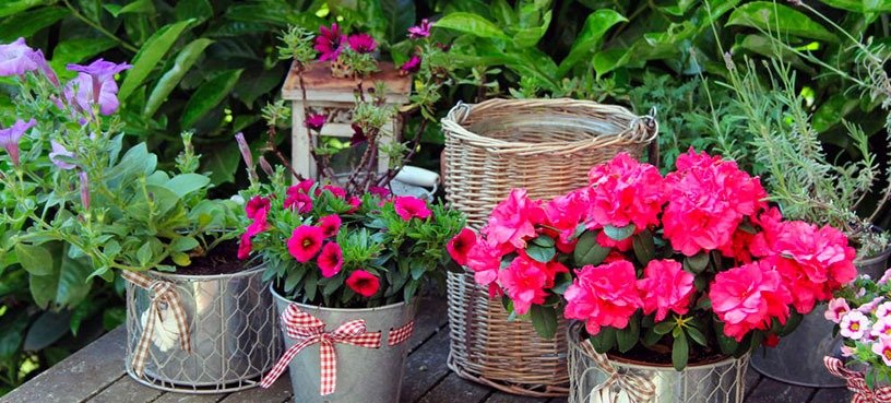 Vasi con piante fiorite