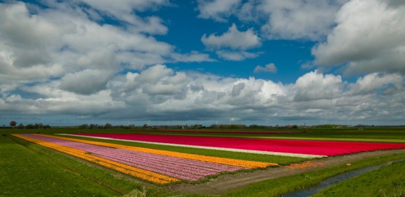 Campo di tulipani
