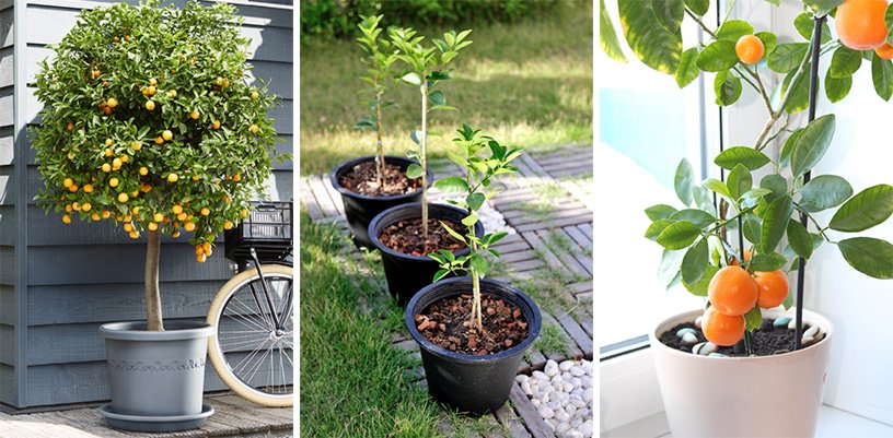 Piante di agrumi in vaso