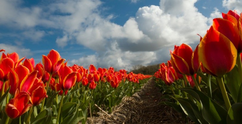 Tulipani rossi in campo