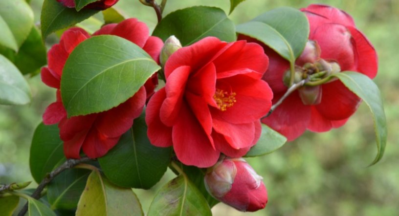 Camelia Japonica fiore rosso