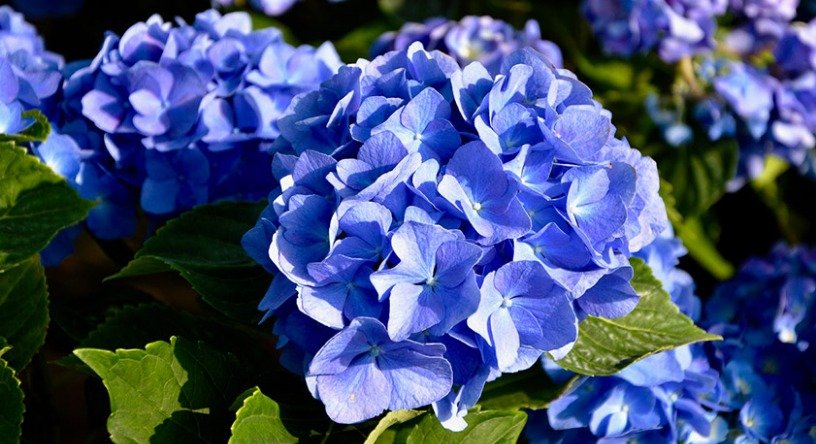 Ortensia azzurra