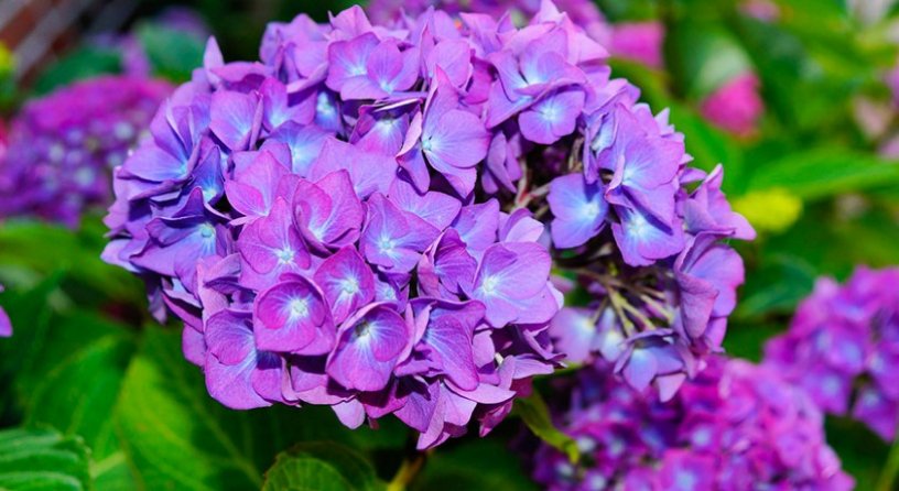 Ortensia lilla