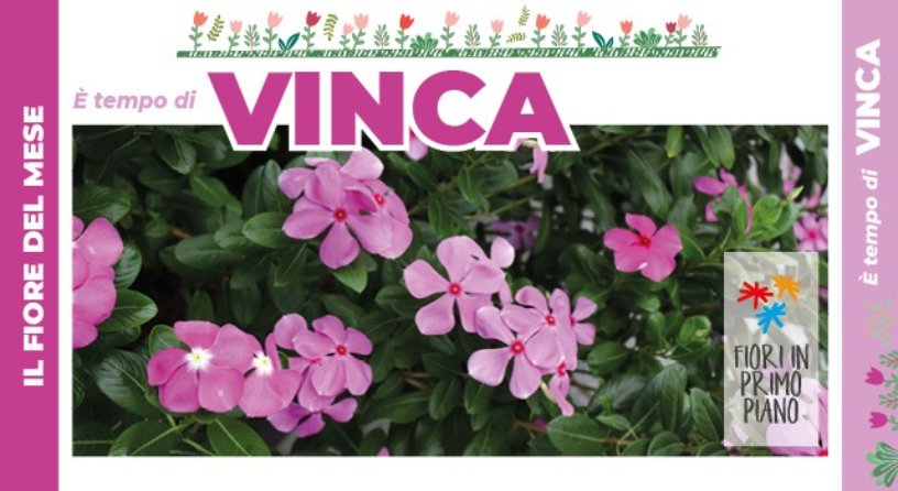 Pervinca fiore del mese