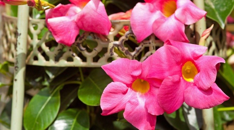 Dipladenia fiori fucsia