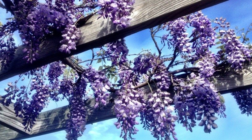 Pergolato con glicine