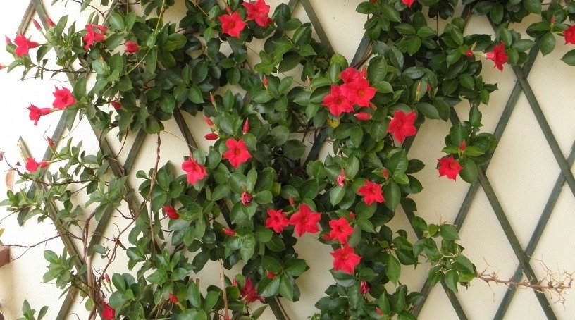 Dipladenia rampicante