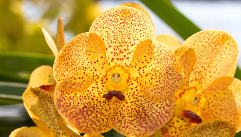 Orchidea Vanda gialla