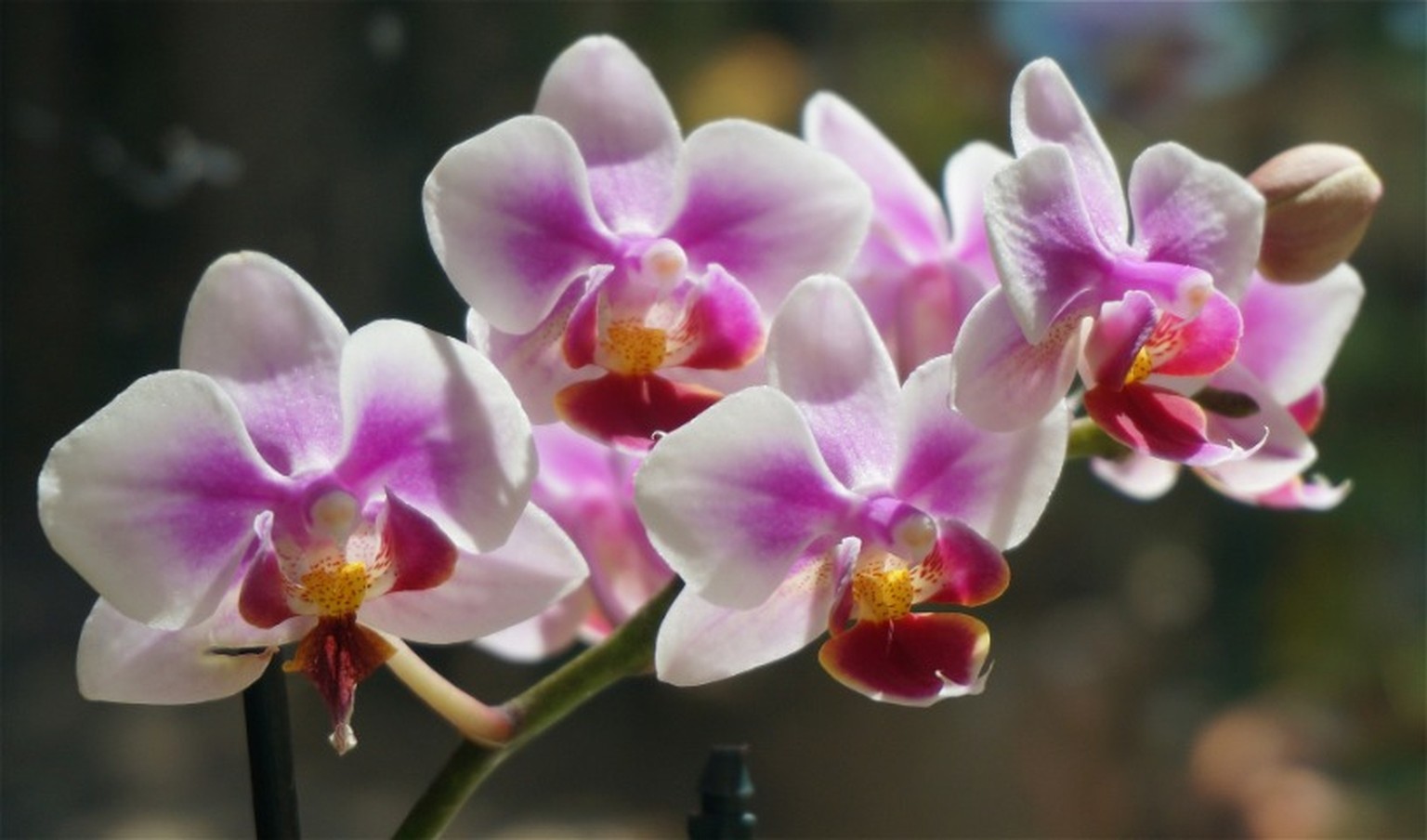 Orchidea