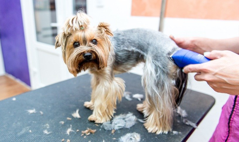 Cane che viene tosato