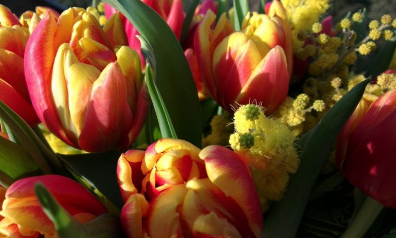 Bouquet di mimose e tulipani