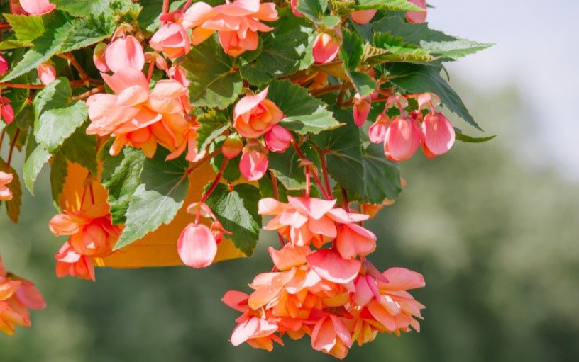 Fiori in vaso appeso