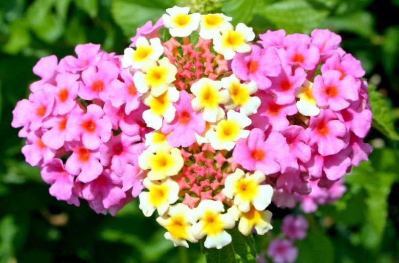 Fiori colorati
