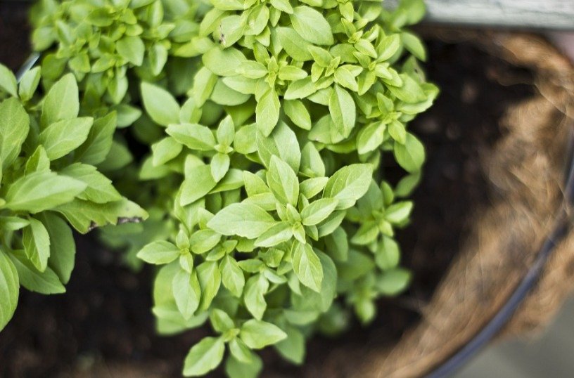 Basilico con foglie piccole