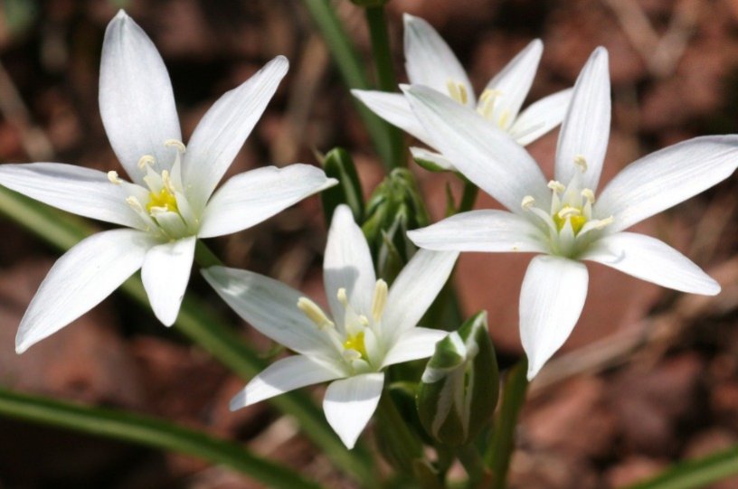 Ornitogallo bianco