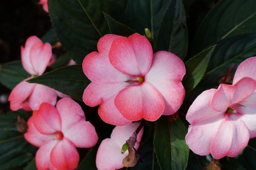 Impatiens fiore rosa