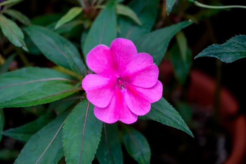 Impatiens fiore fucsia