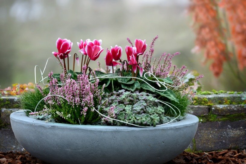 Composizione con ciclamini in vaso