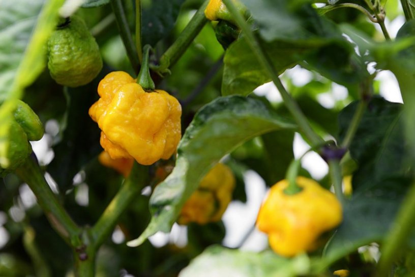 Peperoncini gialli su ramo