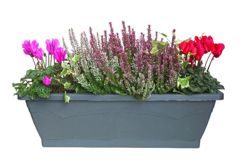 Composizione in vaso con calluna