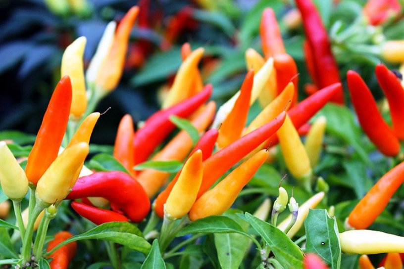 Peperoncini in pianta