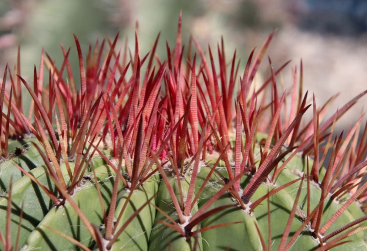 Cactus con spine lunghe