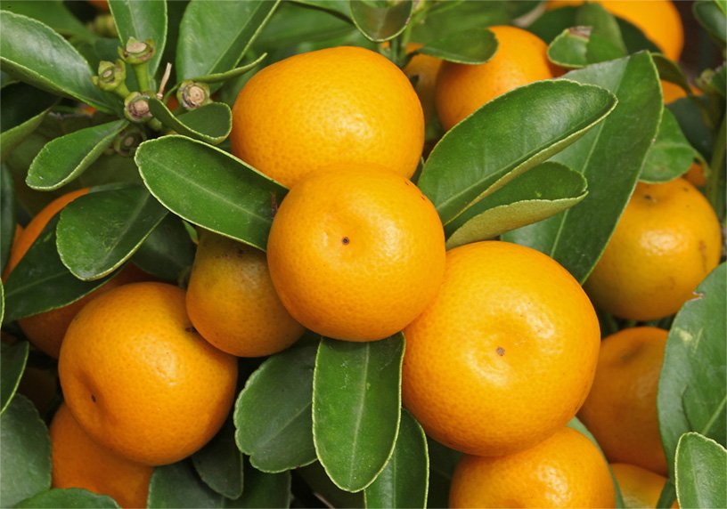 Agrumi Calamondin