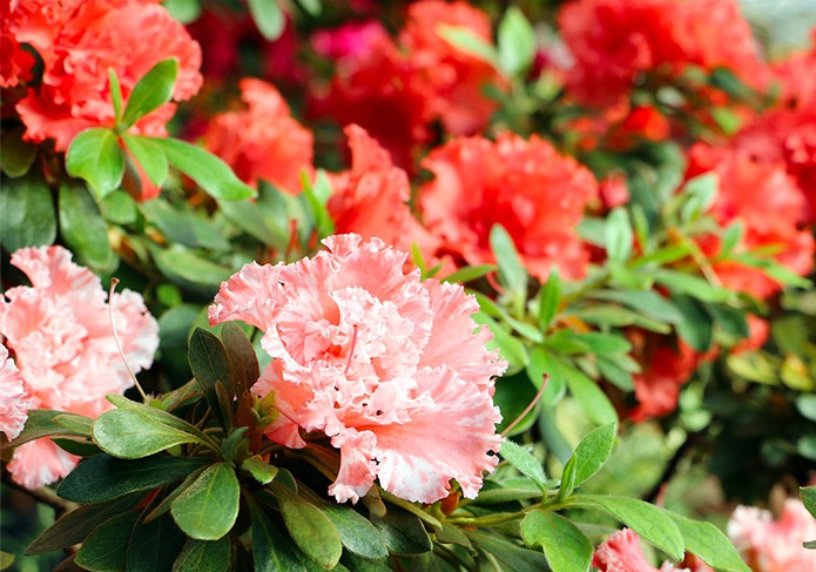 Azalee fiori rosa e rossi