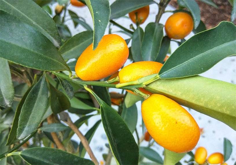 Agrumi Kumquat