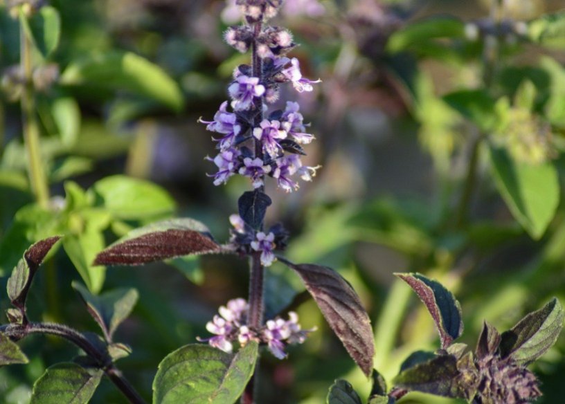 Basilico alla cannella