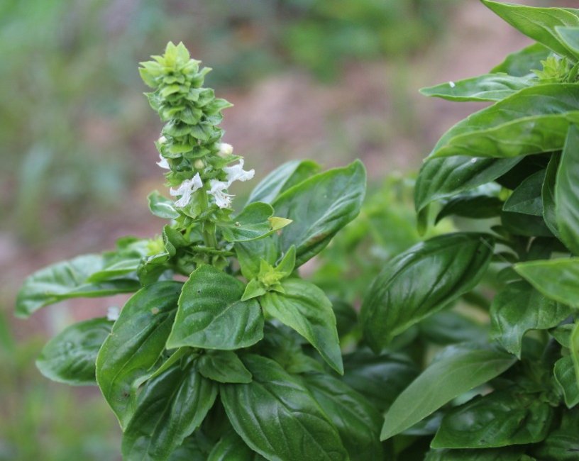 Basilico con fiore