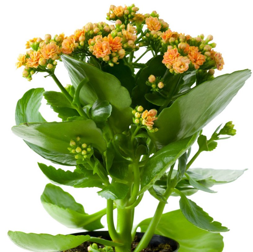 Kalanchoe 4