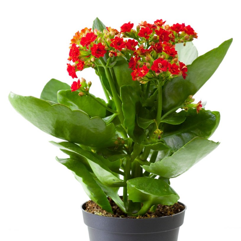 Kalanchoe 3