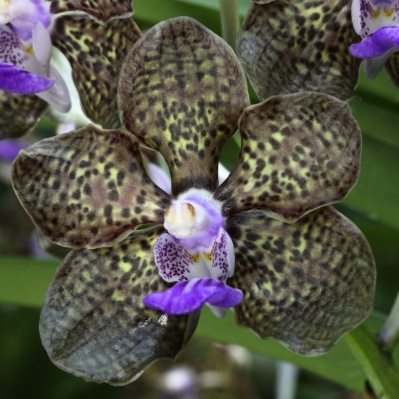 Orchidea Vanda verde