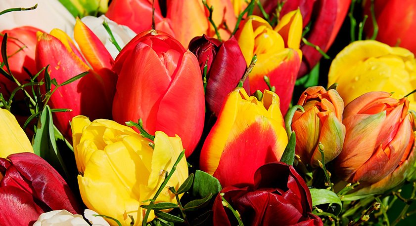 Tulipani gialli e rossi