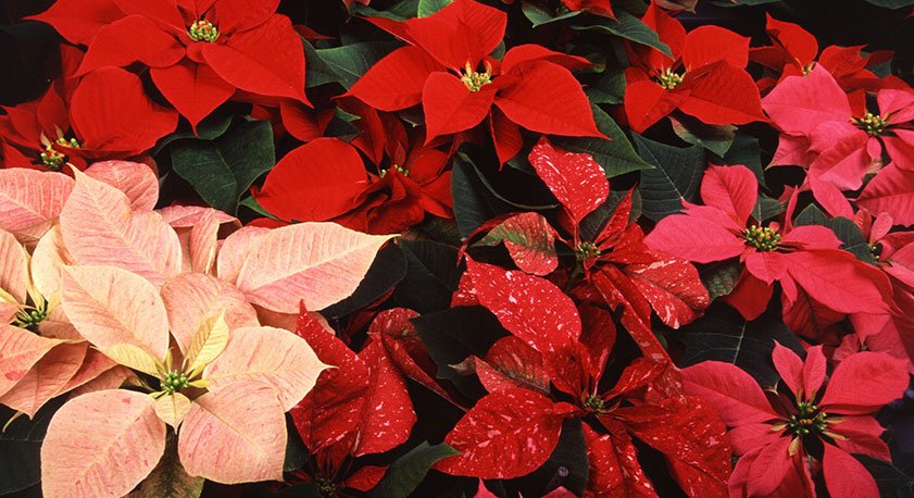 Stelle di Natale varie sfumature