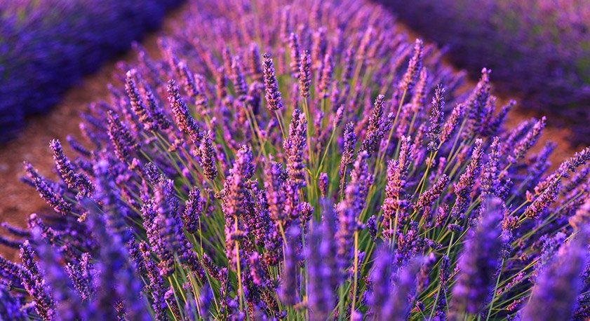 Campo di lavanda