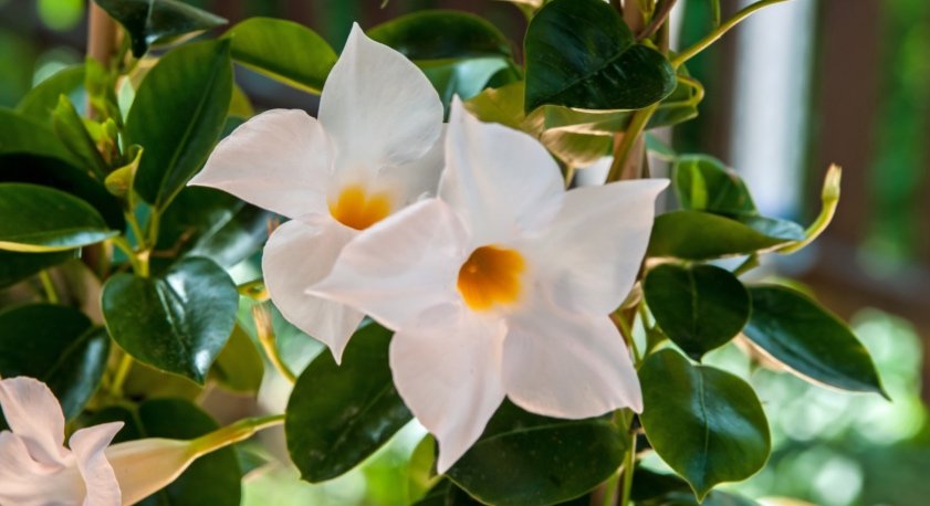 Dipladenia fiori bianchi