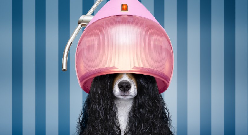 Cane sotto il casco da parrucchiere