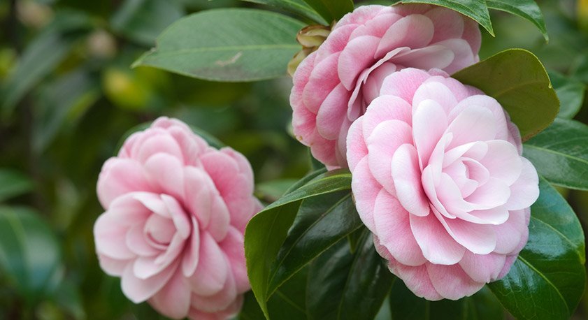 Camelia Japonica fiori rosa