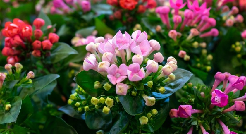 Kalanchoe 1