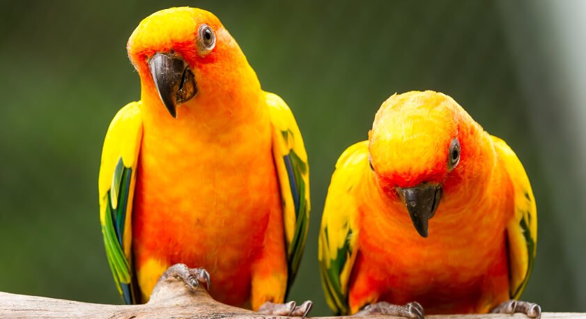 Pappagalli Conuro del Sole