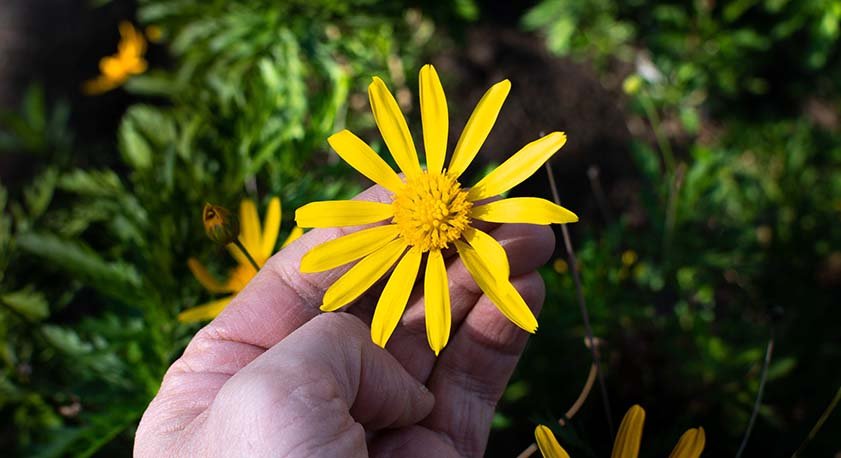 Euryops Pectinatus