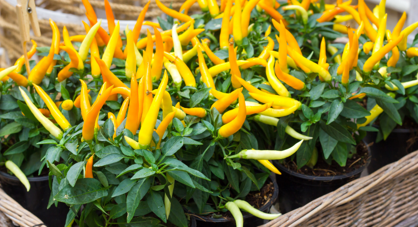 Piante di peperoncini gialli